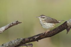 Louisiana Waterthrush, Parkesia motacilla