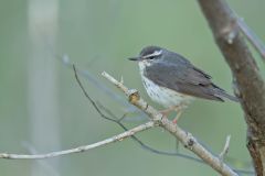 Louisiana Waterthrush, Parkesia motacilla