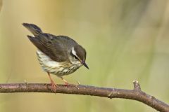 Louisiana Waterthrush, Parkesia motacilla