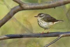 Louisiana Waterthrush, Parkesia motacilla