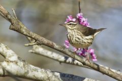 Louisiana Waterthrush, Parkesia motacilla