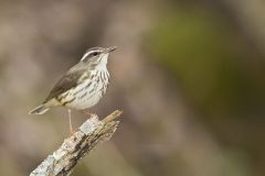 Louisiana Waterthrush, Parkesia motacilla