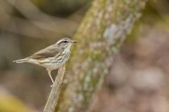 Louisiana Waterthrush, Parkesia motacilla