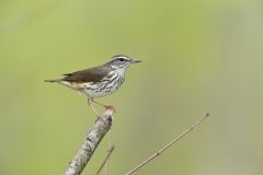 Louisiana Waterthrush, Parkesia motacilla