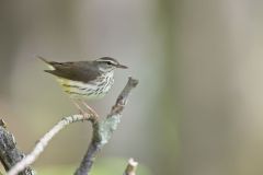 Louisiana Waterthrush, Parkesia motacilla