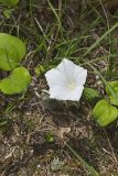 Low False Bindweed, Calystegia spithamaea