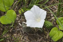 Low False Bindweed