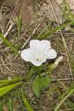 Low False Bindweed, Calystegia spithamaea