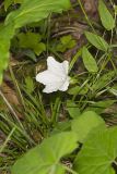 Low False Bindweed, Calystegia spithamaea