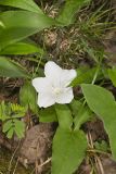 Low False Bindweed, Calystegia spithamaea