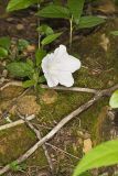 Low False Bindweed, Calystegia spithamaea