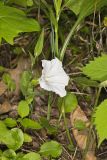 Low False Bindweed, Calystegia spithamaea