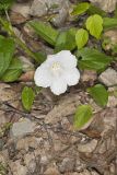 Low False Bindweed, Calystegia spithamaea