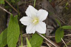 Convolvulaceae, Morning Glory