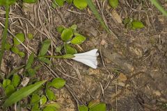 Low False Bindweed, Calystegia spithamaea