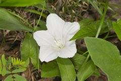 Low False Bindweed, Calystegia spithamaea