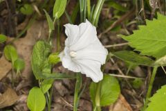 Low False Bindweed, Calystegia spithamaea