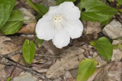 Low False Bindweed, Calystegia spithamaea
