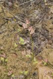 Lowbush Blueberry, Vaccinium angustifolium