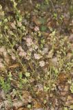 Lowbush Blueberry, Vaccinium angustifolium