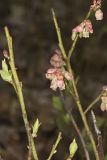 Lowbush Blueberry, Vaccinium angustifolium