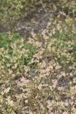 Lowbush Blueberry, Vaccinium angustifolium