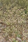 Lowbush Blueberry, Vaccinium angustifolium
