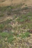 Lowbush Blueberry, Vaccinium angustifolium