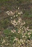 Lowbush Blueberry, Vaccinium angustifolium