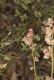Lowbush Blueberry, Vaccinium angustifolium
