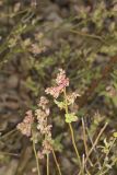 Lowbush Blueberry, Vaccinium angustifolium