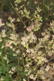 Lowbush Blueberry, Vaccinium angustifolium