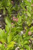 Lowbush Blueberry, Vaccinium angustifolium