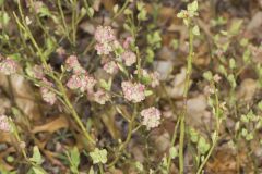 Lowbush Blueberry, Vaccinium angustifolium