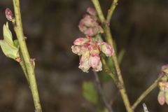 Lowbush Blueberry, Vaccinium angustifolium