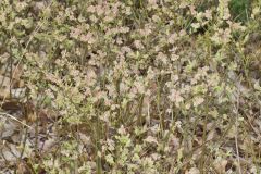 Lowbush Blueberry, Vaccinium angustifolium