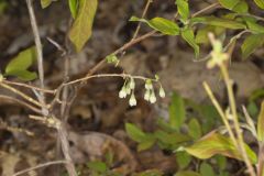 Lowbush Blueberry, Vaccinium angustifolium