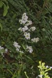 Lowrie's Blue Wood Aster, Symphyotrichum lowrieanum