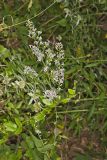 Lowrie's Blue Wood Aster, Symphyotrichum lowrieanum