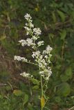 Lowrie's Blue Wood Aster, Symphyotrichum lowrieanum