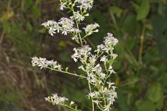 Lowrie's Blue Wood Aster