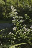 Lowrie's Blue Wood Aster, Symphyotrichum lowrieanum