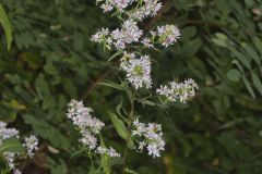 Lowrie's Blue Wood Aster, Symphyotrichum lowrieanum