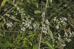 Lowrie's Blue Wood Aster, Symphyotrichum lowrieanum
