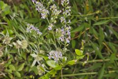 Lowrie's Blue Wood Aster, Symphyotrichum lowrieanum Lowrie's Blue Wood Aster, Symphyotrichum lowrieanum