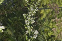 Lowrie's Blue Wood Aster, Symphyotrichum lowrieanum