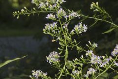 Lowrie's Blue Wood Aster, Symphyotrichum lowrieanum Lowrie's Blue Wood Aster, Symphyotrichum lowrieanum