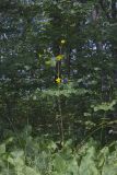 Lucy Braun's Prairie Dock, Silphium terebinthinaceum var. luciae-brauniae