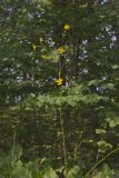 Lucy Braun's Prairie Dock, Silphium terebinthinaceum var. luciae-brauniae