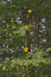 Lucy Braun's Prairie Dock, Silphium terebinthinaceum var. luciae-brauniae